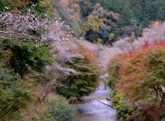 桃（桜）源郷へつづく道