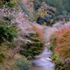 桃（桜）源郷へつづく道