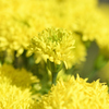 ｙｅｌｌｏｗ