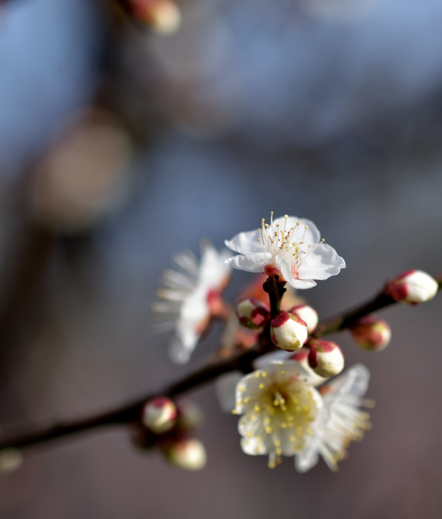 梅の開花　その一