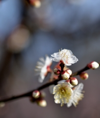梅の開花　その一