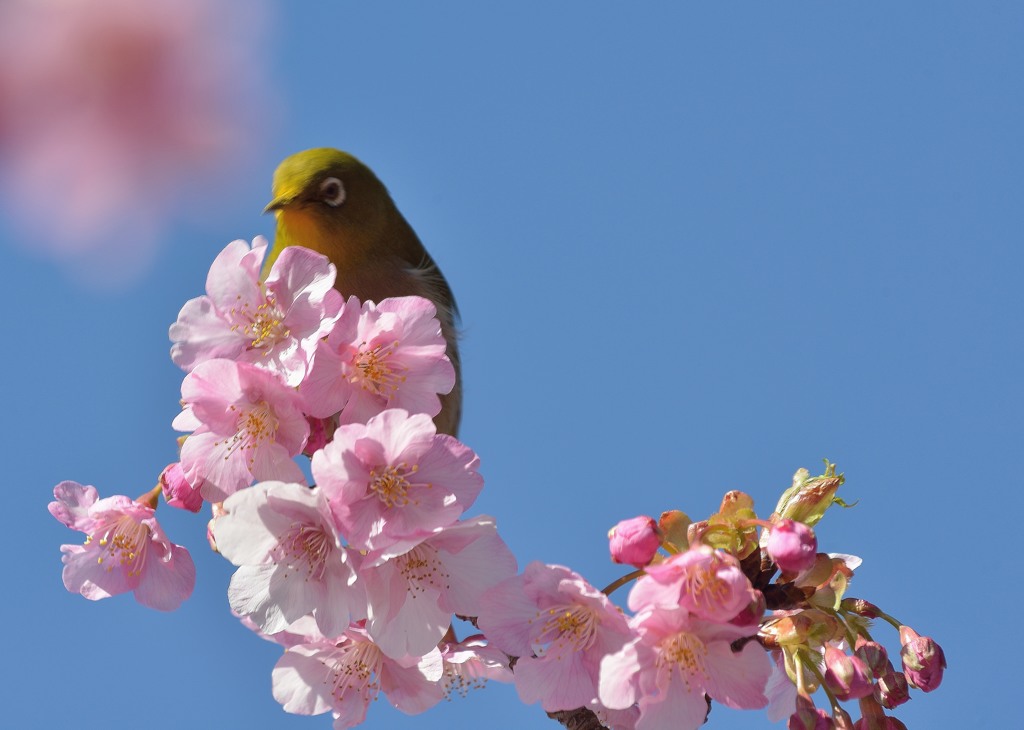 春が来たぞぉ～