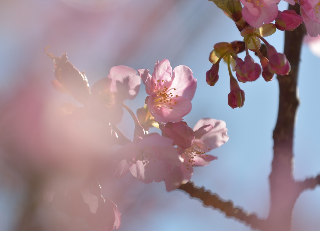 桜咲く　Ⅱ