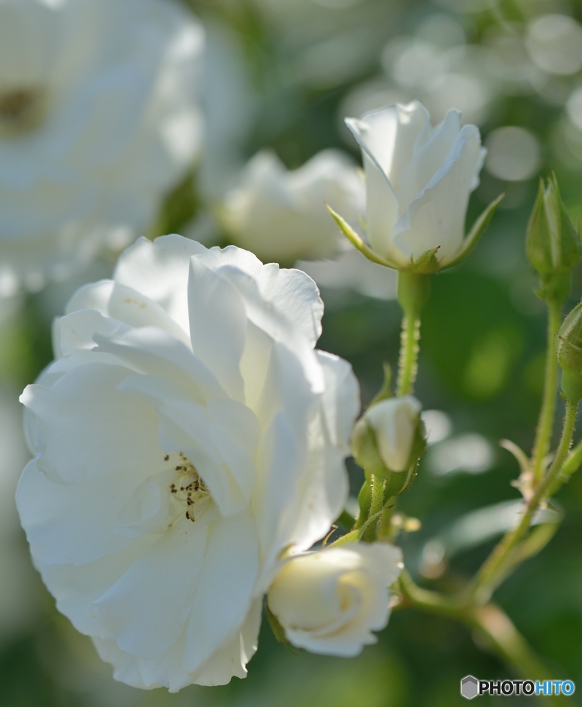 春の薔薇・純白の乙女