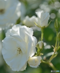 春の薔薇・純白の乙女