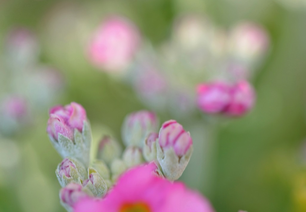 春の芽吹き