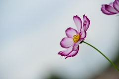 cosmosⅡ