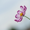 cosmosⅡ