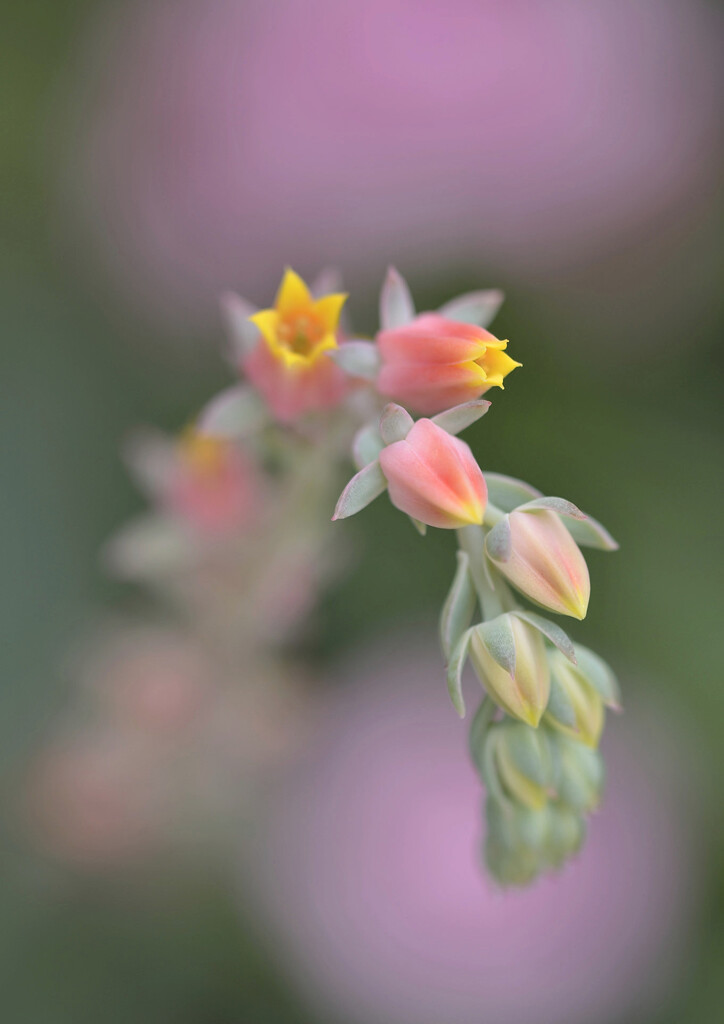 サボテンの花