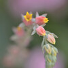 サボテンの花