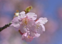 川津桜①