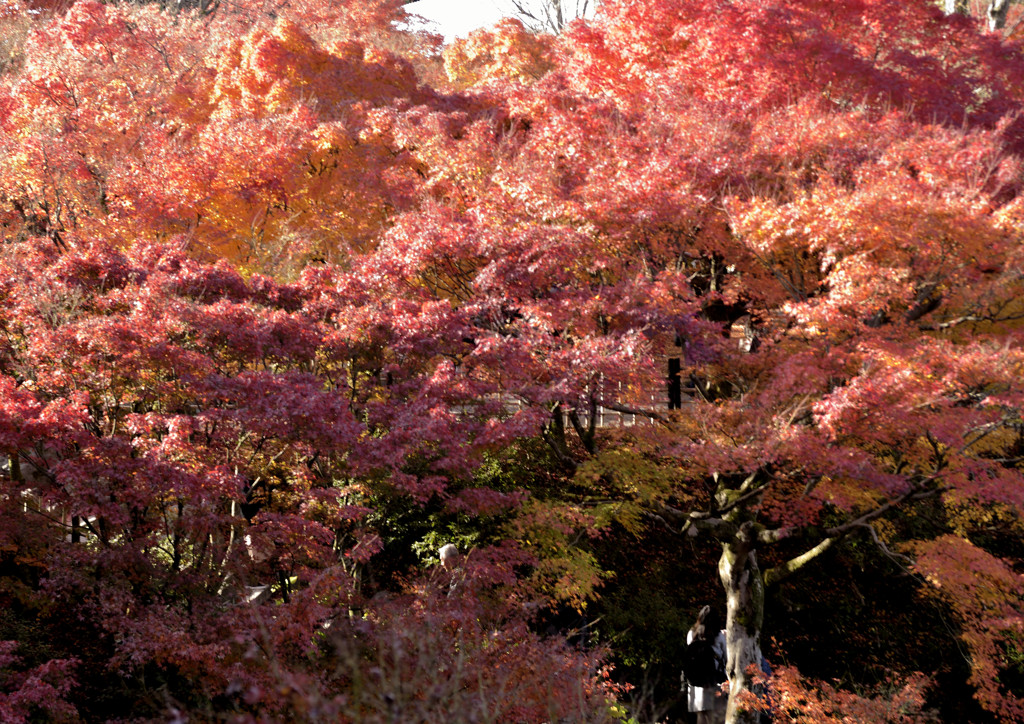 見上げれば紅色