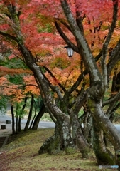 秋の散歩道