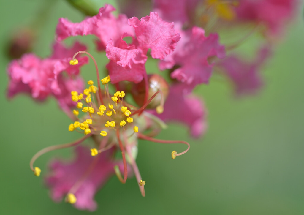 夏花