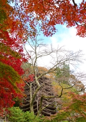 紅葉の窓から