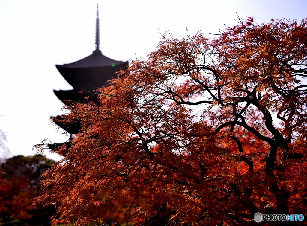 紅葉に染まる国宝