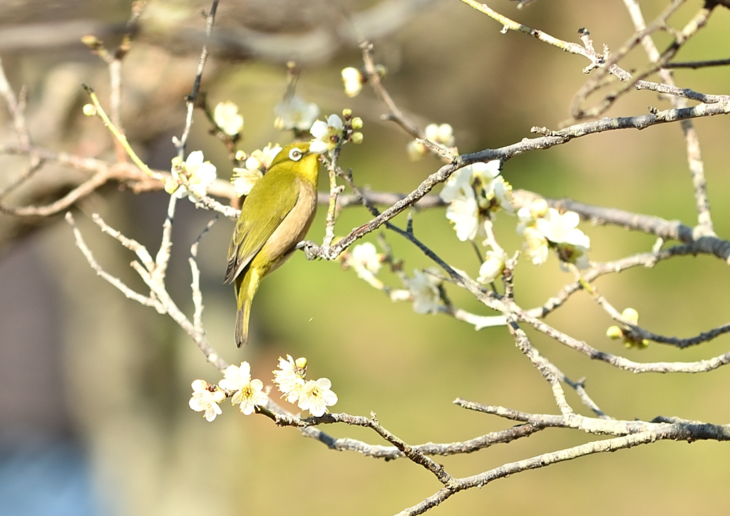 春の香り