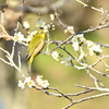 春の香り
