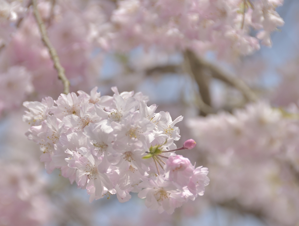 まだ華やかに