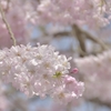 まだ華やかに
