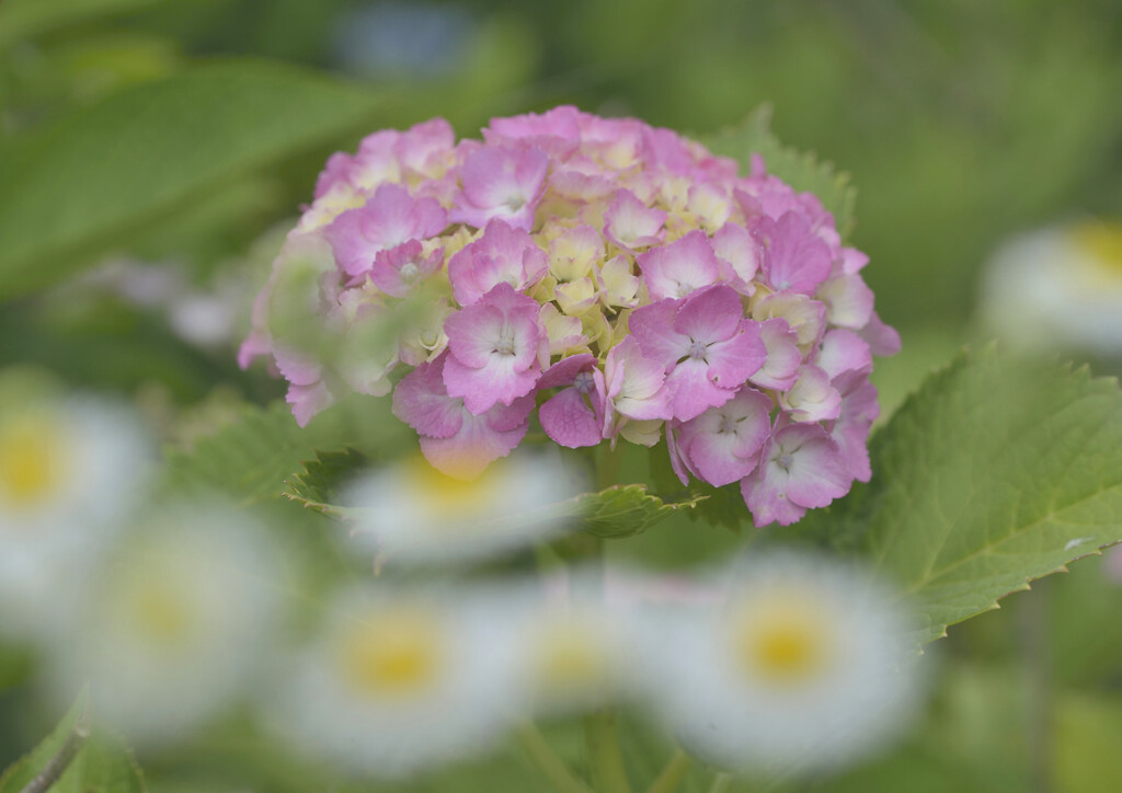 紫陽花と目玉焼き