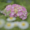 紫陽花と目玉焼き