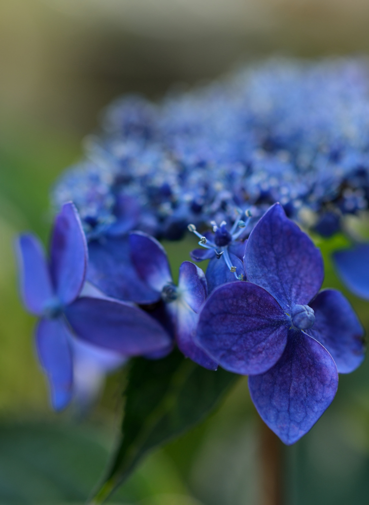 山紫陽花②