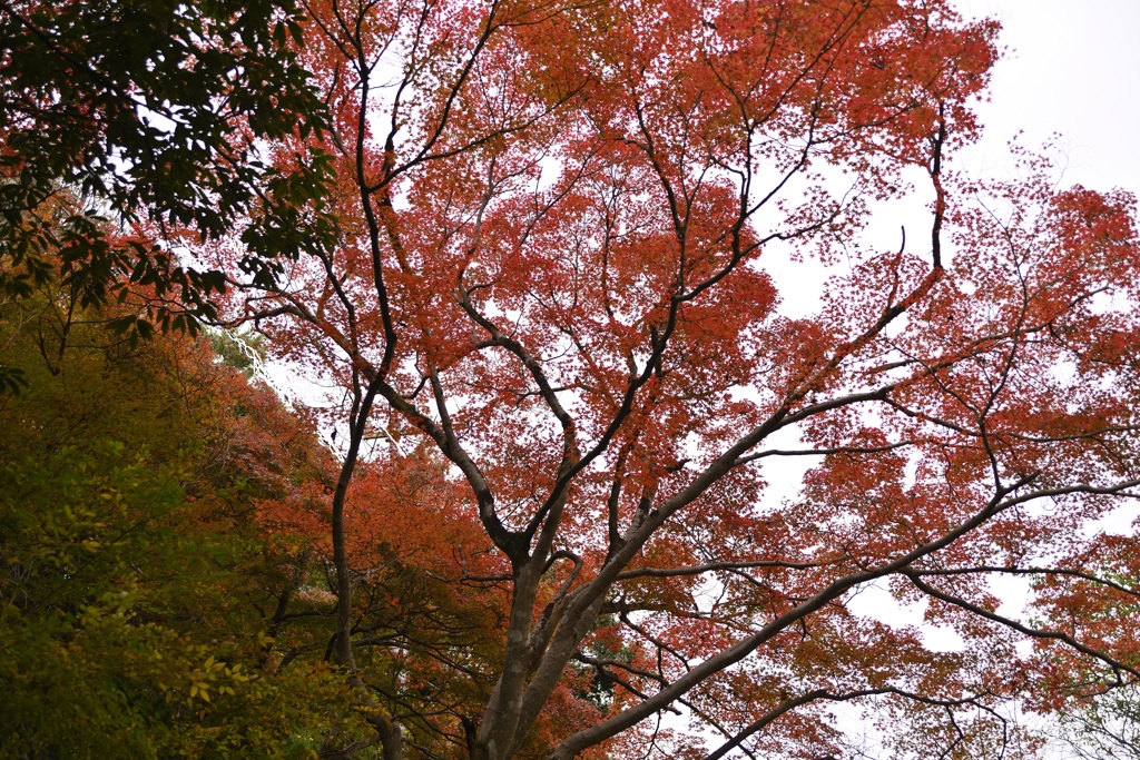 広がる秋