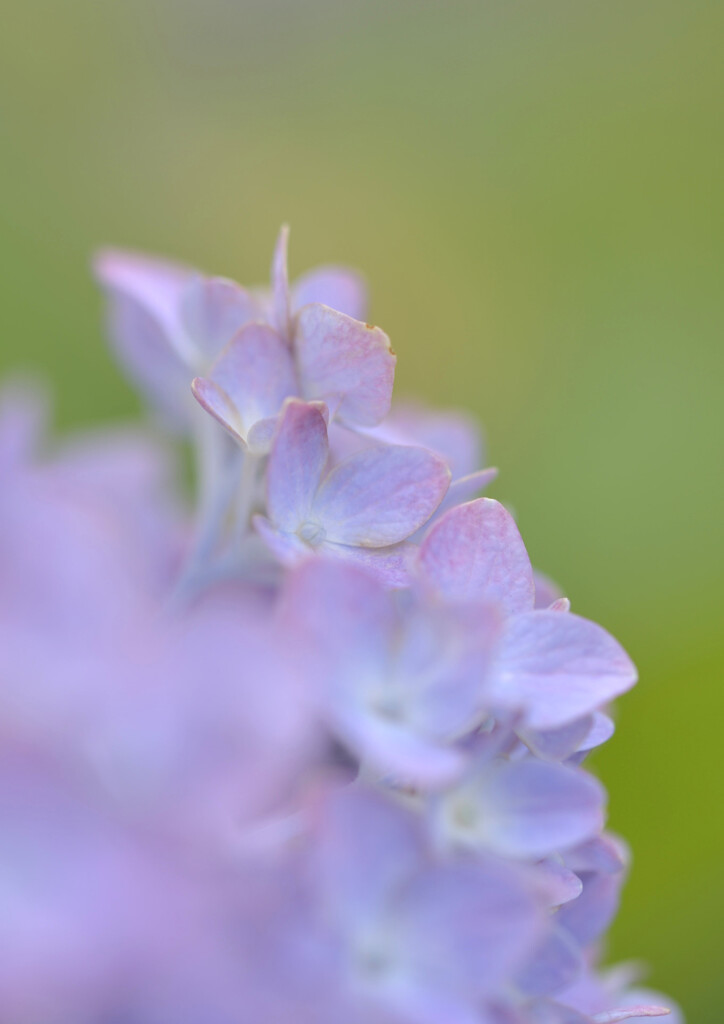 輝く紫陽花