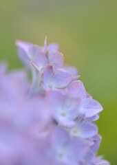 輝く紫陽花