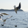 カモメのダンス