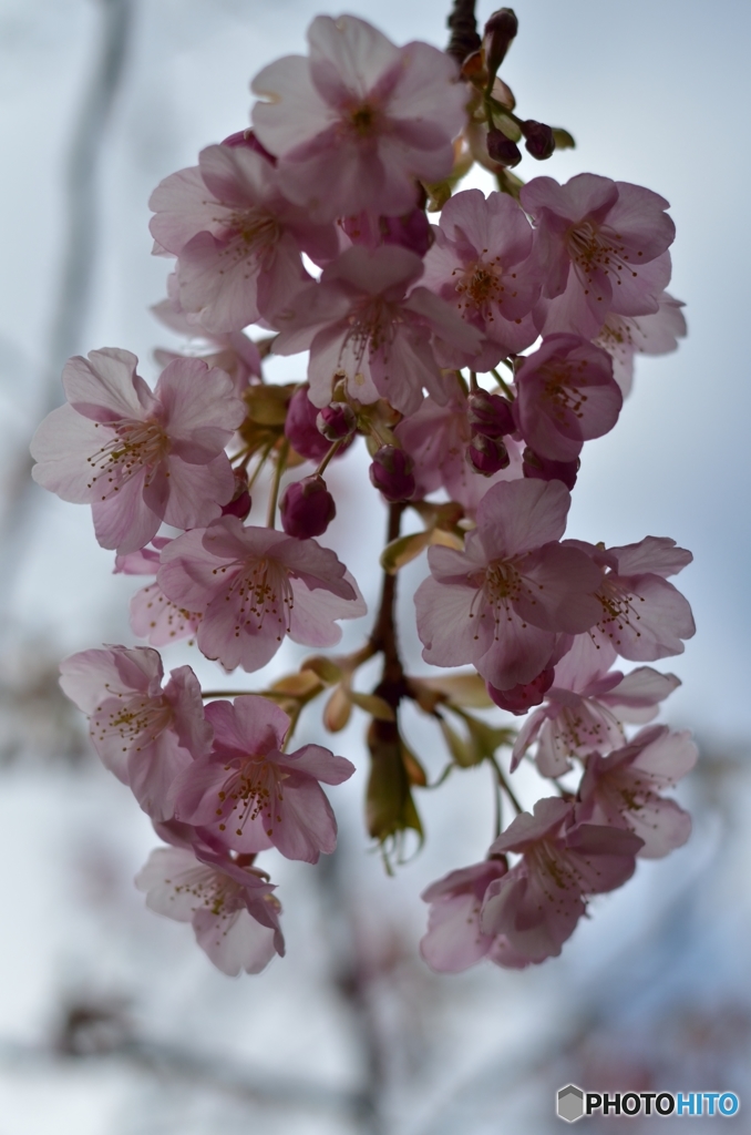 富士桜