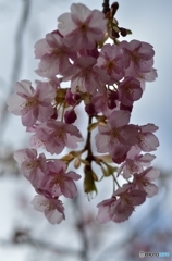富士桜
