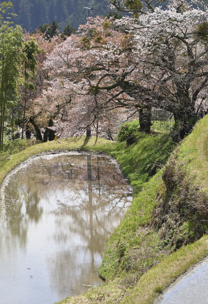 棚田のサクラ❷