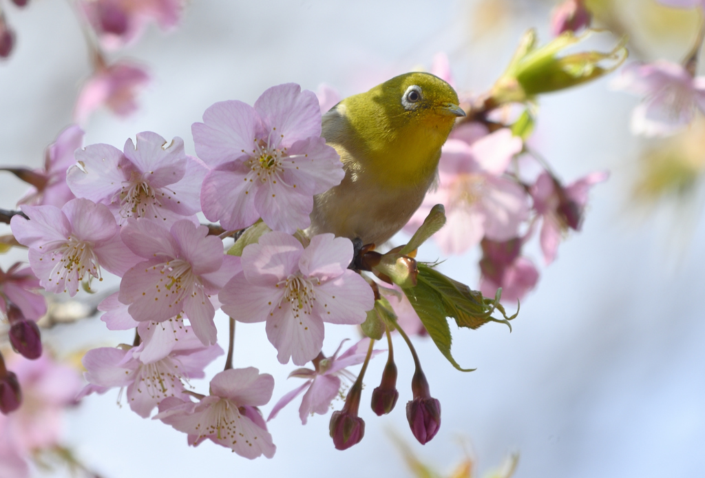 桜の中からこんにちは