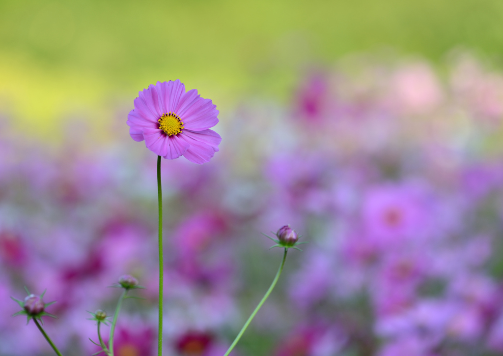 秋の花畠