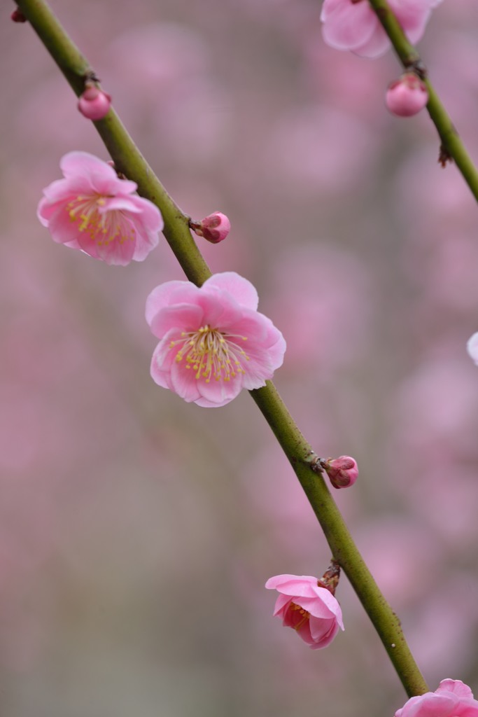 春の香りに誘われて