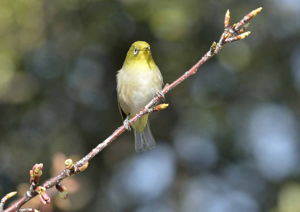 春を見つめて