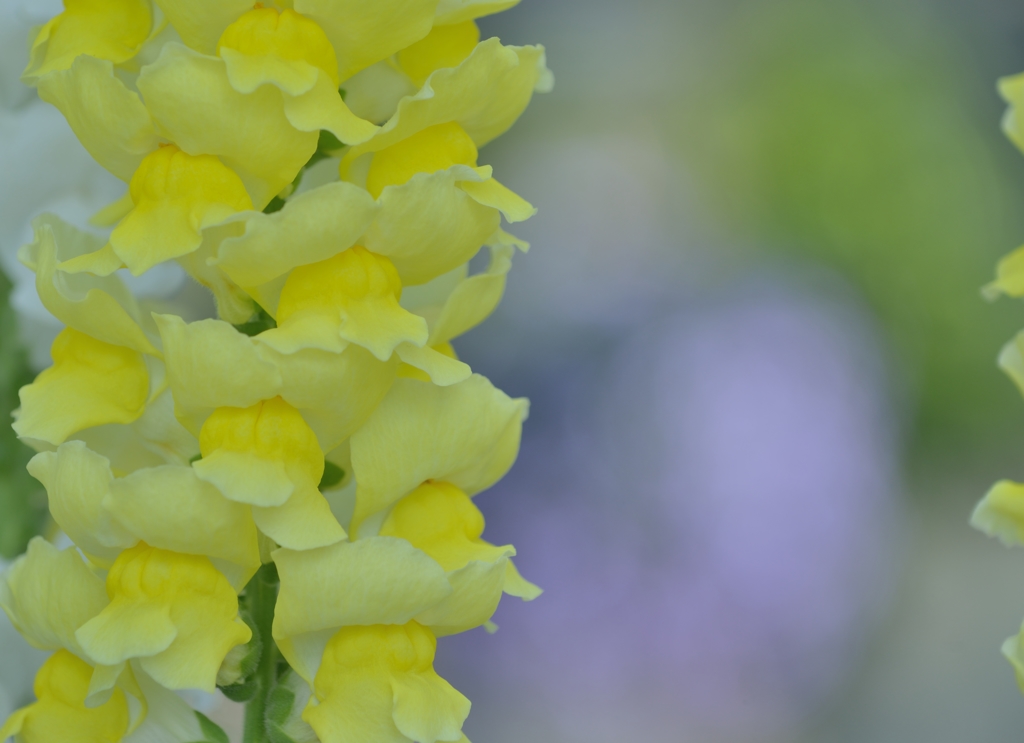 yellow pillar 
