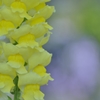 yellow pillar 