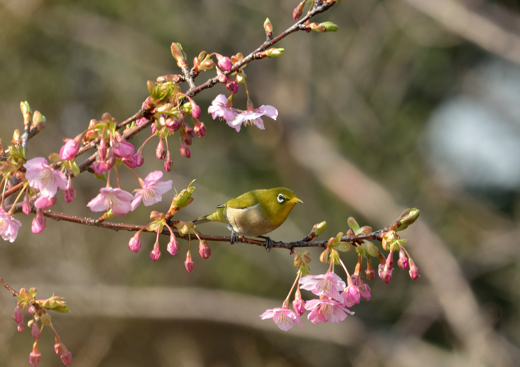 春だなぁ