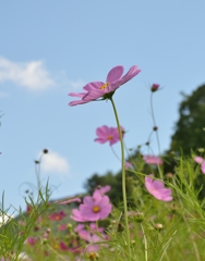 秋桜　Ⅰ