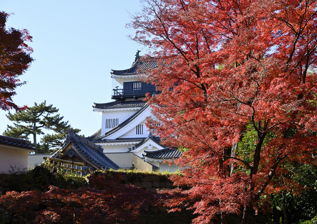 晩秋の天守閣