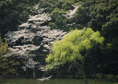 公園の春②
