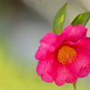 山茶花の微笑み