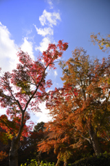 晩秋の色彩