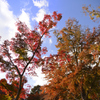 晩秋の色彩