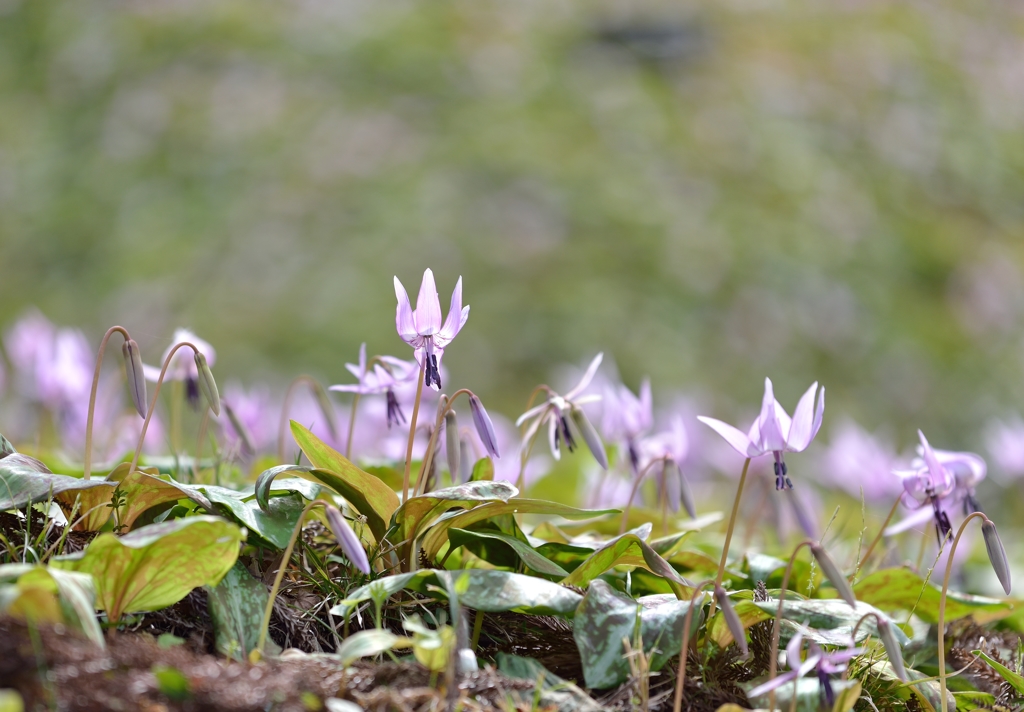 妖精の森