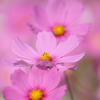 秋桜三姉妹