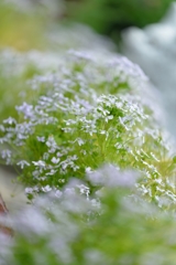 春は朧に